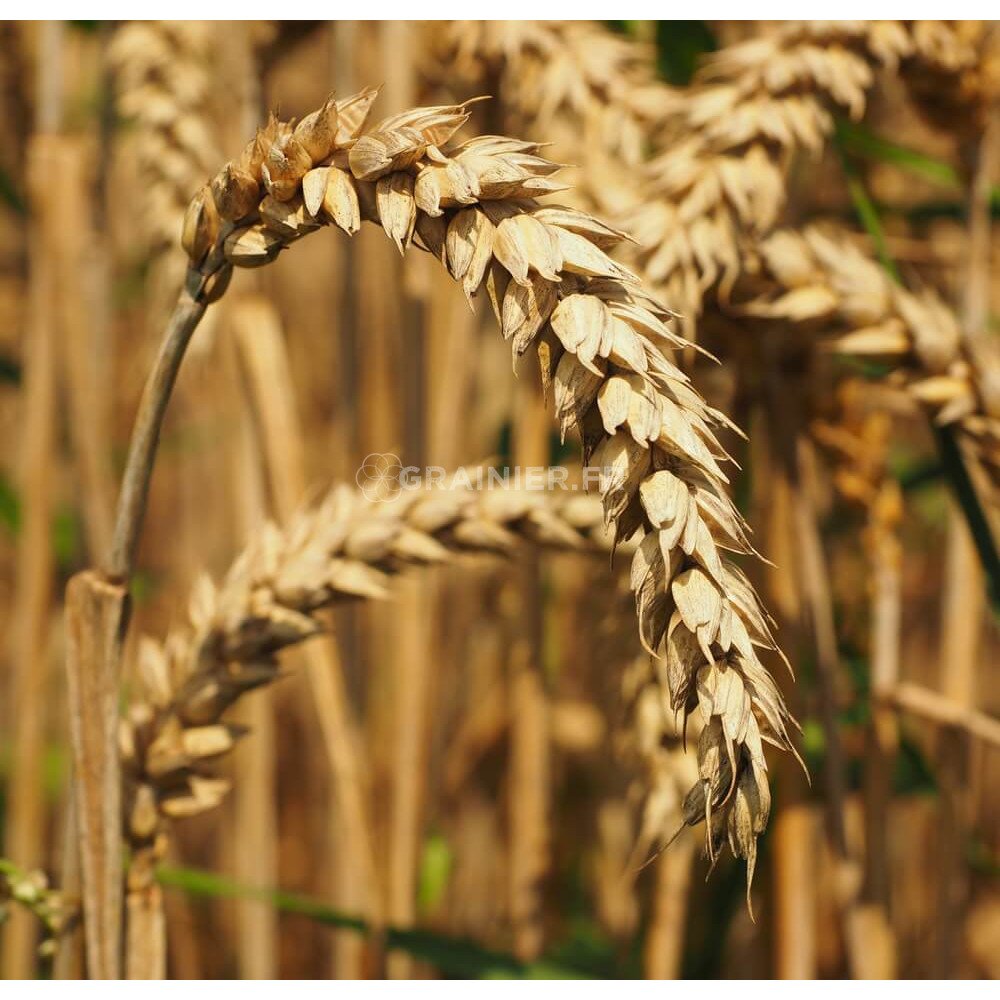 100 Graines De Blé Bio à Semer - Triticum Aestivum, Facile à Cultiver, Décoratif Et Pédagogique